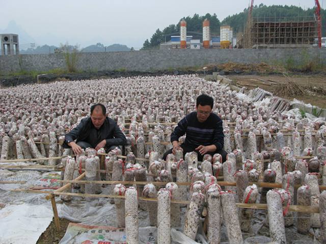 甘蔗渣用來(lái)栽培食用菌